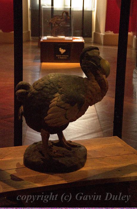 Dodo, Museum of Natural History IMGP1137.jpg